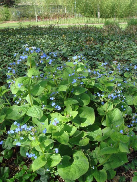 Brunnera macrophylla
